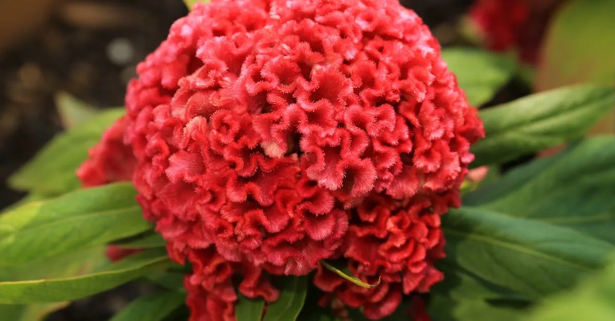 découvrez la signification et les utilisations du mot 'var' en programmation et bien plus encore.