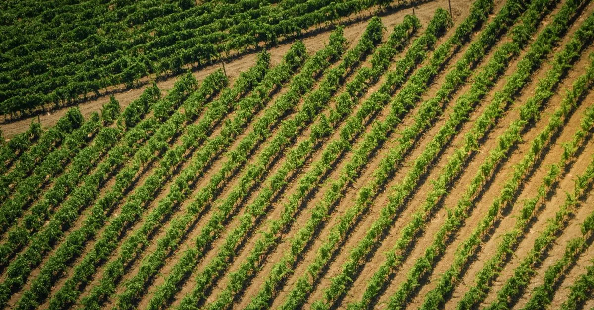 découvrez l'agriculture écologique, une méthode respectueuse de l'environnement qui favorise la biodiversité, préserve les ressources naturelles et soutient une production durable et saine.