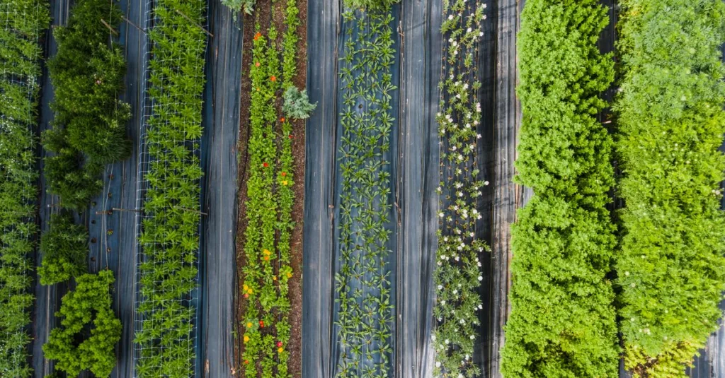 découvrez l'agriculture écologique, une méthode durable respectueuse de l'environnement qui favorise la biodiversité et préserve les ressources naturelles pour un avenir sain.