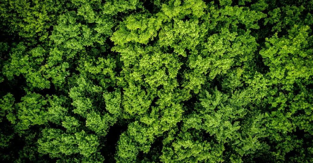 découvrez les réglementations environnementales essentielles pour protéger notre planète et assurer un développement durable.