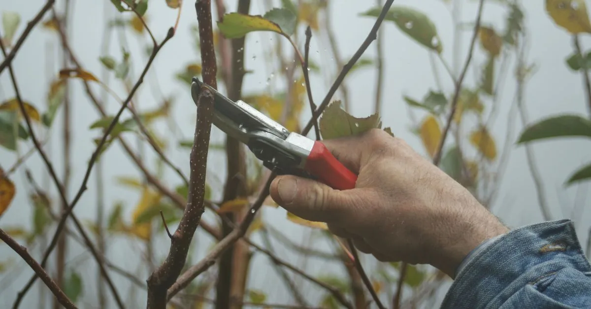 apprenez les meilleures techniques de taille pour vos plantes et arbres afin de favoriser leur croissance et leur santé.