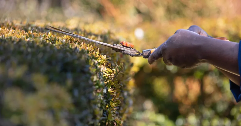 découvrez tout sur la taille des plantes : conseils pratiques, techniques et astuces pour un jardin bien entretenu et des cultures florissantes.